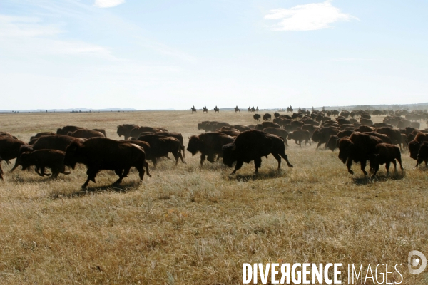 South Dakota Buffalo Round Up