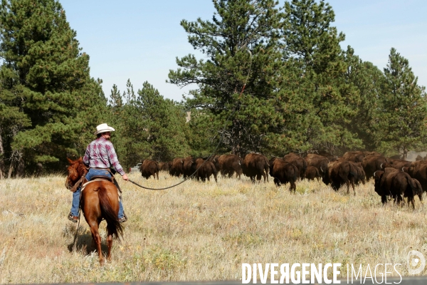 South Dakota Buffalo Round Up