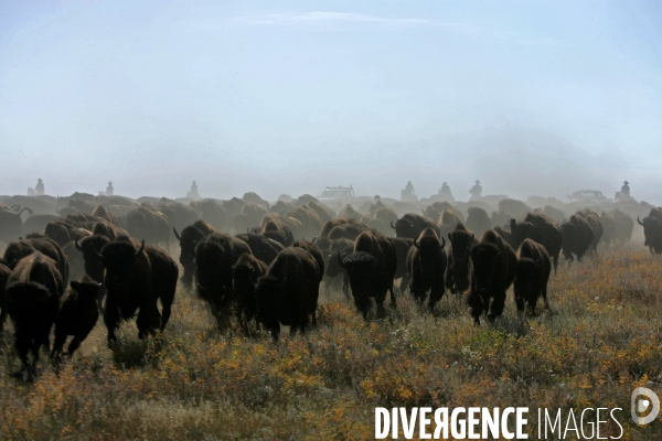 South Dakota Buffalo Round Up