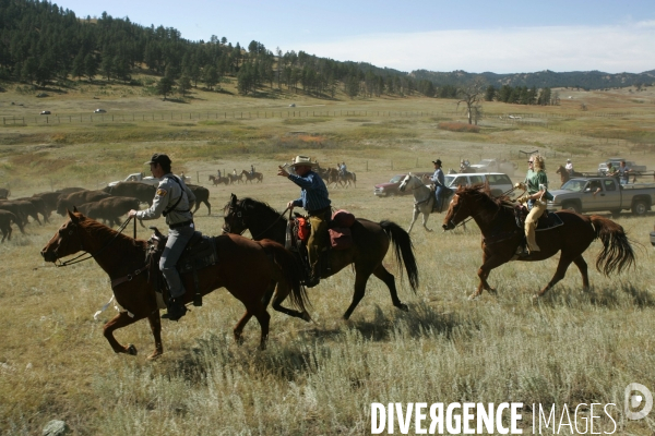 South Dakota Buffalo Round Up