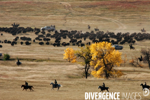 South Dakota Buffalo Round Up