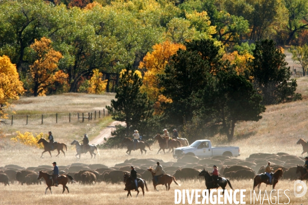 South Dakota Buffalo Round Up