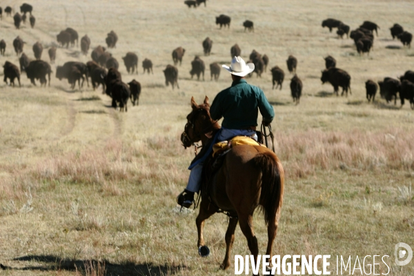 South Dakota Buffalo Round Up