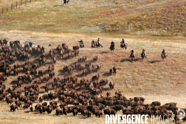 South Dakota Buffalo Round Up