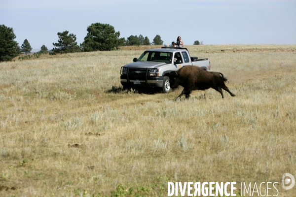 South Dakota Buffalo Round Up