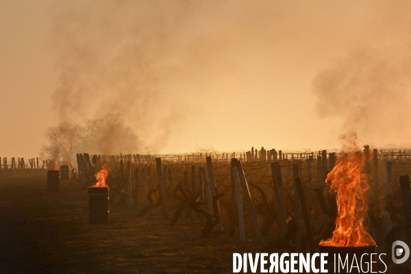 Protection de la vigne contre le gel par enfumage à Château Valmer en Touraine