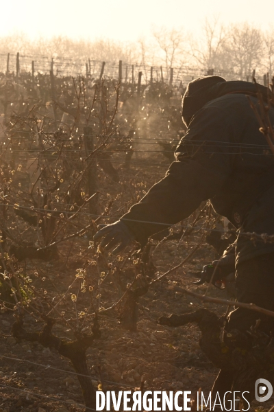 Protection de la vigne contre le gel par enfumage à Château Valmer en Touraine