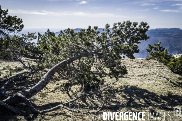 Le Mont Aigoual et son Observatoire