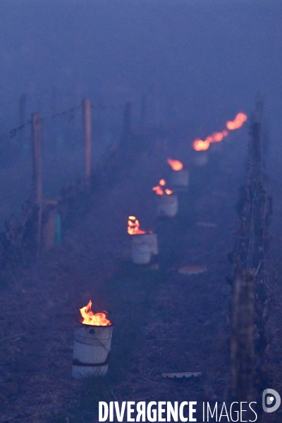 Protection de la vigne contre le gel par enfumage en Touraine sur l appelation Vouvray