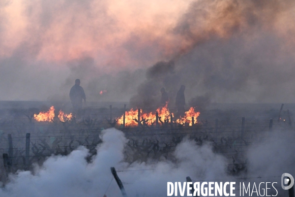 Protection de la vigne contre le gel par enfumage en Touraine sur l appelation Vouvray