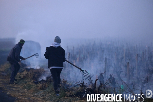 Protection de la vigne contre le gel par enfumage en Touraine sur l appelation Vouvray