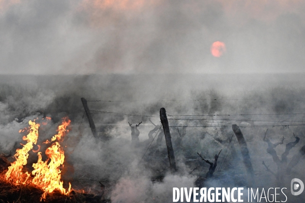 Protection de la vigne contre le gel par enfumage en Touraine sur l appelation Vouvray