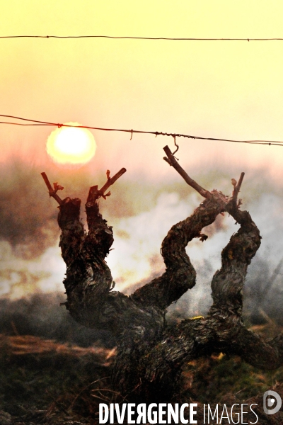 Protection de la vigne contre le gel par enfumage en Touraine sur l appelation Vouvray