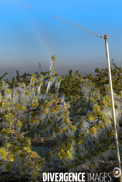 Arboriculture : Vaporisation d eau contre le gel dans les vergers