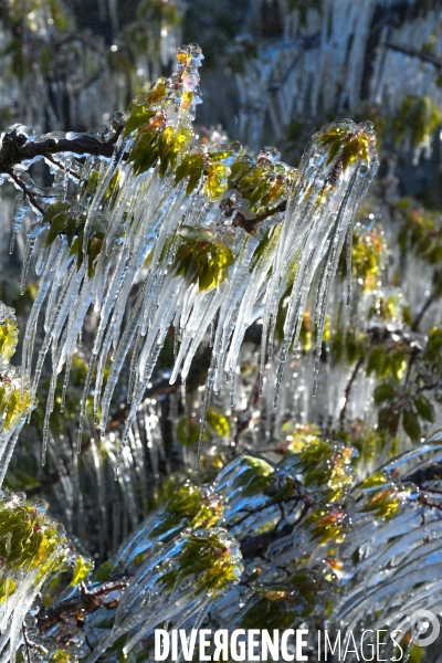 Arboriculture : Vaporisation d eau contre le gel dans les vergers