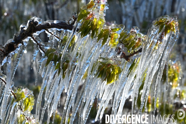 Arboriculture : Vaporisation d eau contre le gel dans les vergers