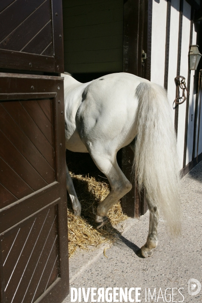 Les Haras