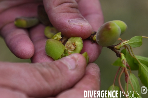 Episode de gel, Julien Denormandie à la rencontre des arboriculteurs