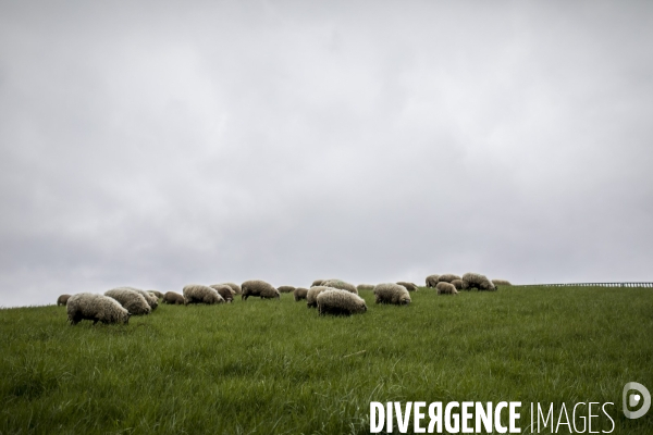 Troupeau de moutons des Bergers Urbains et de Clinamen