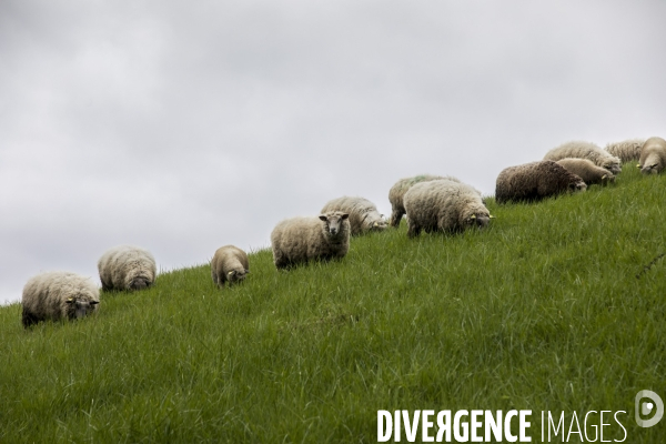 Troupeau de moutons des Bergers Urbains et de Clinamen