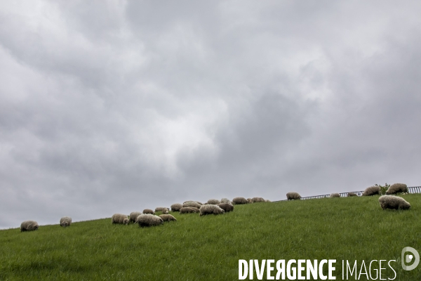 Troupeau de moutons des Bergers Urbains et de Clinamen