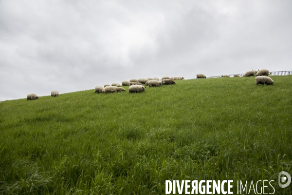 Troupeau de moutons des Bergers Urbains et de Clinamen