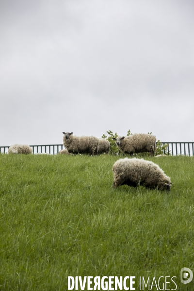 Troupeau de moutons des Bergers Urbains et de Clinamen