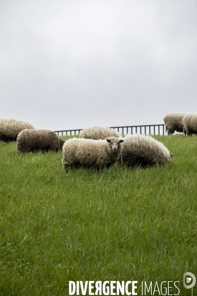 Troupeau de moutons des Bergers Urbains et de Clinamen