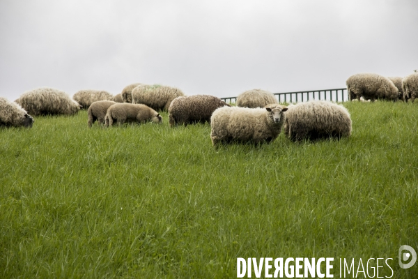 Troupeau de moutons des Bergers Urbains et de Clinamen