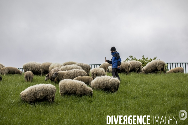 Troupeau de moutons des Bergers Urbains et de Clinamen