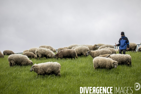 Troupeau de moutons des Bergers Urbains et de Clinamen