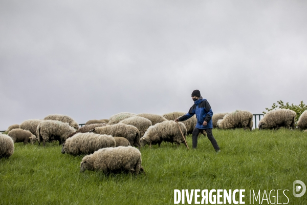 Troupeau de moutons des Bergers Urbains et de Clinamen