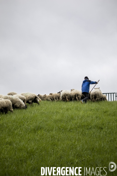 Troupeau de moutons des Bergers Urbains et de Clinamen