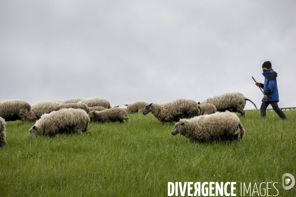 Troupeau de moutons des Bergers Urbains et de Clinamen