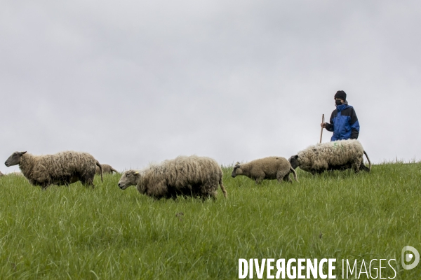 Troupeau de moutons des Bergers Urbains et de Clinamen