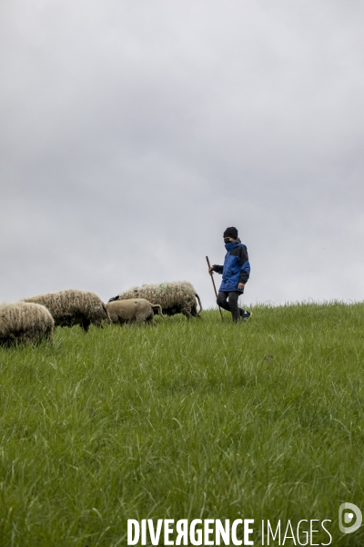 Troupeau de moutons des Bergers Urbains et de Clinamen