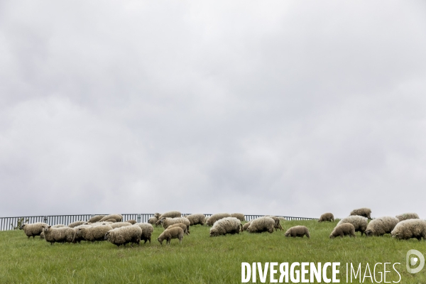 Troupeau de moutons des Bergers Urbains et de Clinamen