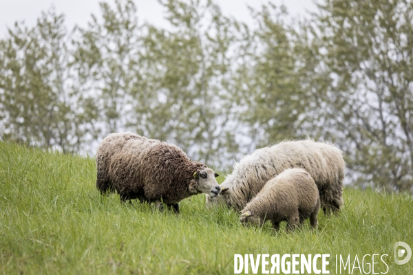 Troupeau de moutons des Bergers Urbains et de Clinamen