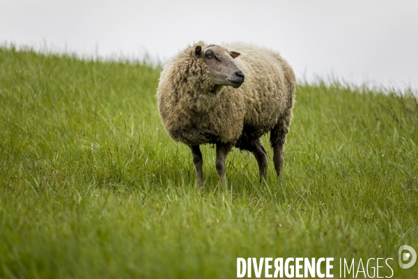 Troupeau de moutons des Bergers Urbains et de Clinamen