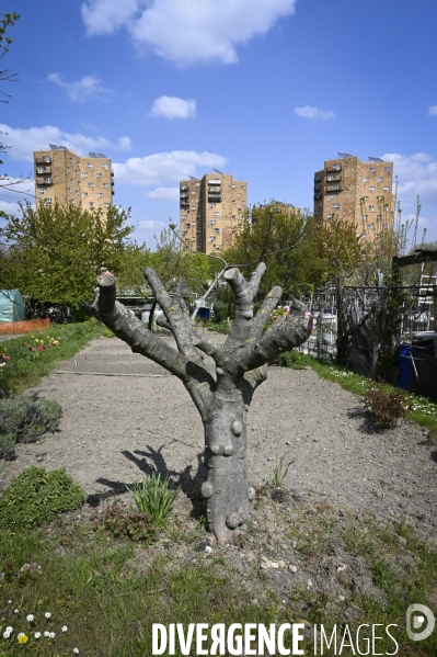 Les jardins partagés d Aubervilliers.