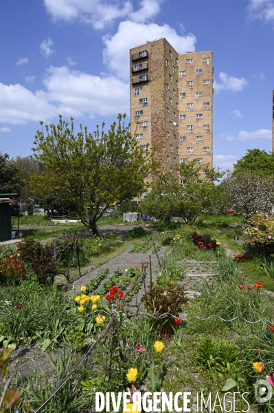 Les jardins partagés d Aubervilliers.