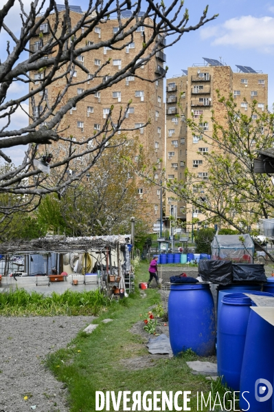 Les jardins partagés d Aubervilliers.