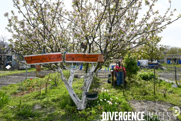 Les jardins partagés d Aubervilliers.