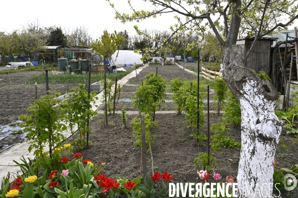 Les jardins partagés d Aubervilliers.