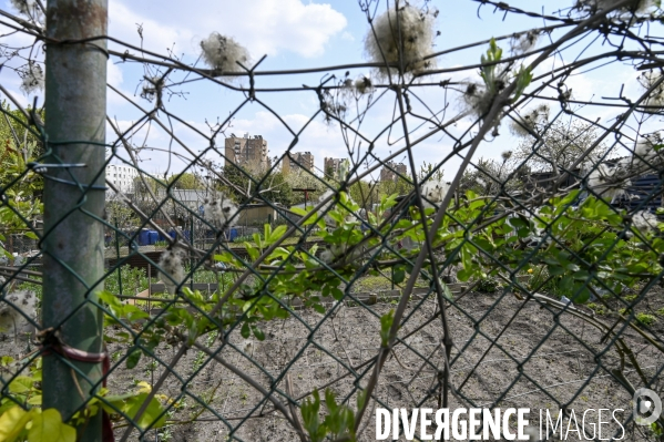Les jardins partagés d Aubervilliers.