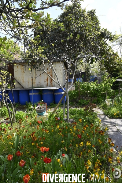 Les jardins partagés d Aubervilliers.