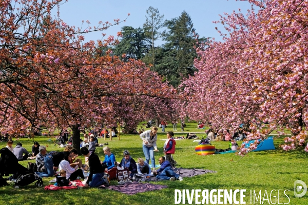 Sous les cerisiers en fleurs du parc de Sceaux