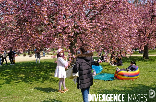 Sous les cerisiers en fleurs du parc de Sceaux