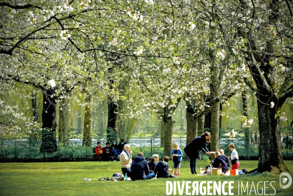 Sous les cerisiers en fleurs du parc de Sceaux