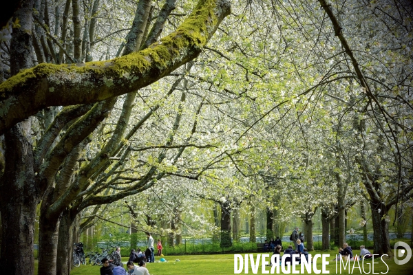 Sous les cerisiers en fleurs du parc de Sceaux